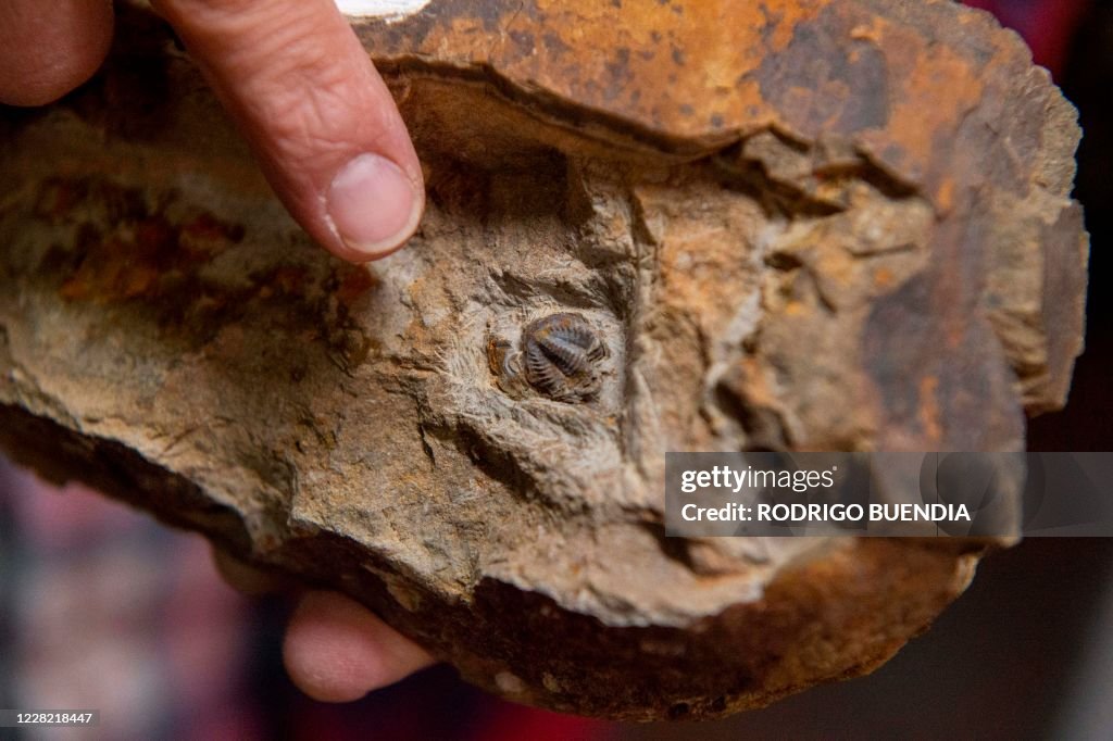 ECUADOR-PALEONTOLOGY-ICE AGE