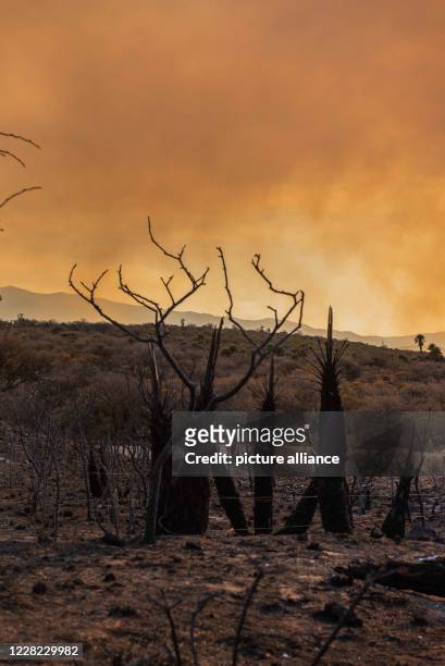 August 2020, Argentina, Cordoba: Burnt trees stand in an area neglected by the flames. At the end of a dry winter, thousands of fires rage in...