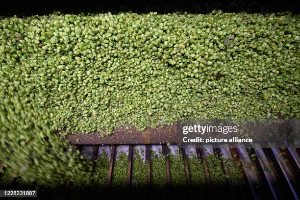 August 2020, Saxony, Ostrau: Hop cones fall onto a conveyor belt in a drying machine at "Hoob Hopfen und Obst GmbH". Farmers expect an above average...