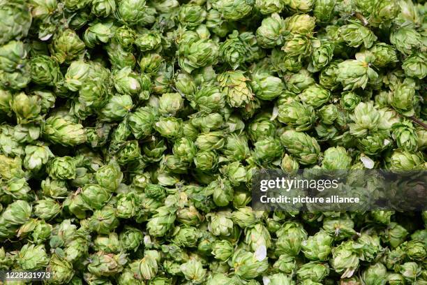 August 2020, Saxony, Ostrau: Hop cones lie one above the other in a drying machine at "Hoob Hopfen und Obst GmbH". Farmers expect an above average...