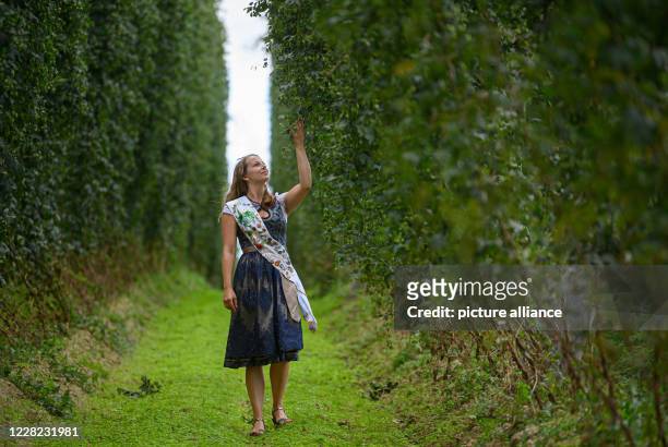 August 2020, Saxony, Ostrau: Julia Joachim, hop queen of the Elbe-Saale growing region, is standing in the hop garden of the "Hoob Hopfen und Obst...