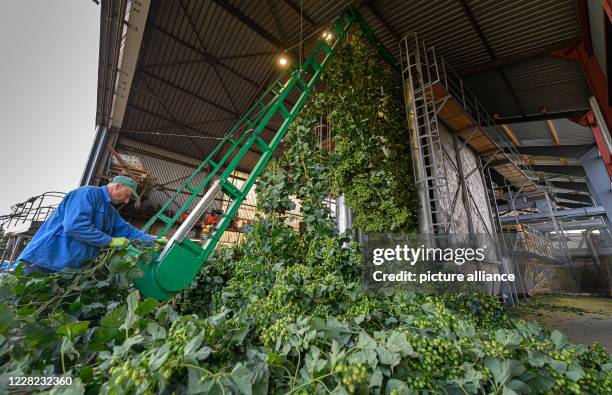 August 2020, Saxony, Ostrau: A harvest helper from "Hoob Hopfen und Obst GmbH" clamps harvested hops into a picking machine. Farmers expect an above...