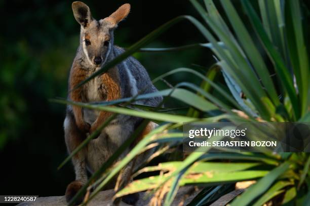 Black-flanked rock-wallaby looks on at the Mulhouse zoo, eastern France, on august 28, 2020.