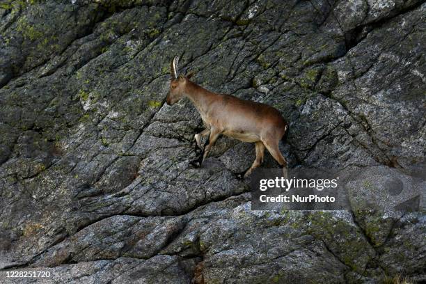Male Iberian Goat specimen photographed in the Sierra de Gredos, Spanha, August 26, 2020. The Iberian mountain goat or ibex is one of the bovine...