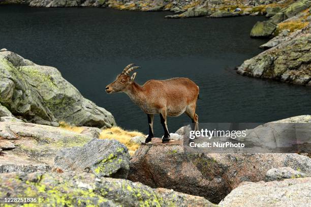 Female Iberian Goat specimen photographed in the Sierra de Gredos, Spain, August 26, 2020. The Iberian mountain goat or ibex is one of the bovine...