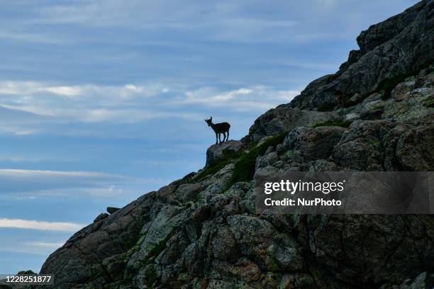 Iberian Goat photographed in Sierra de Gredos, Spain, August 26, 2020. The Iberian mountain goat or ibex is one of the bovine species of the gender...