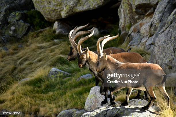 Male Iberian Goat specimens photographed in the Sierra de Gredos, Spanha, August 26, 2020. The Iberian mountain goat or ibex is one of the bovine...