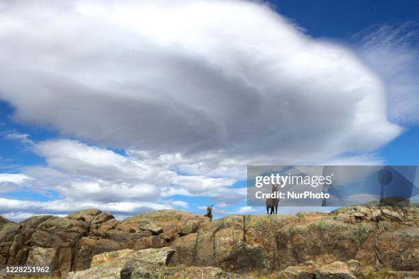 Male Iberian Goat specimens photographed in the Sierra de Gredos, Spanha, August 26, 2020. The Iberian mountain goat or ibex is one of the bovine...