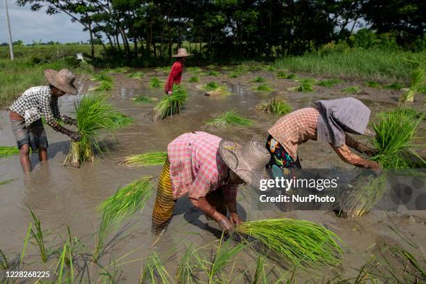 20,377 Myanmar Woman Stock Photos, High-Res Pictures, and Images ...