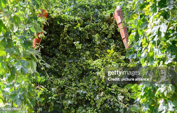 August 2020, Saxony, Ostrau: A tractor with a ripper drives through the hop garden of the "Hoob Hopfen und Obst GmbH" and harvests the hops. Farmers...