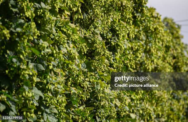 August 2020, Saxony, Ostrau: Hop cones hang from the hop plants in the hop garden of the "Hoob Hopfen und Obst GmbH". Farmers expect an above average...