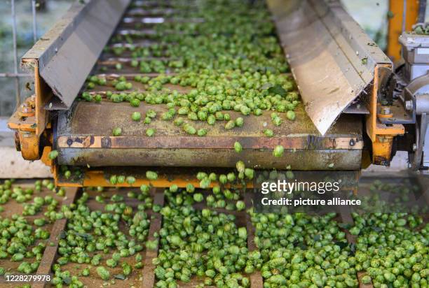 August 2020, Saxony, Ostrau: Hop cones fall onto a conveyor belt in a picking machine at "Hoob Hopfen und Obst GmbH". Farmers expect an above average...