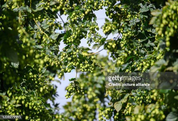 August 2020, Saxony, Ostrau: Hop cones hang from the hop plants in the hop garden of the "Hoob Hopfen und Obst GmbH". Farmers expect an above average...