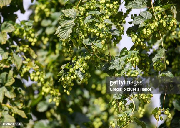 August 2020, Saxony, Ostrau: Hop cones hang from the hop plants in the hop garden of the "Hoob Hopfen und Obst GmbH". Farmers expect an above average...