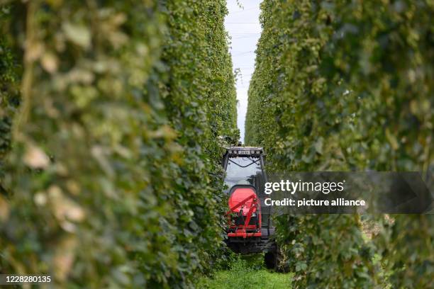 August 2020, Saxony, Ostrau: A tractor with a ripper drives through the hop garden of the "Hoob Hopfen und Obst GmbH" and harvests the hops. Farmers...