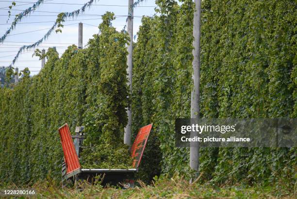 August 2020, Saxony, Ostrau: A tractor with a ripper drives through the hop garden of the "Hoob Hopfen und Obst GmbH" and harvests the hops. Farmers...