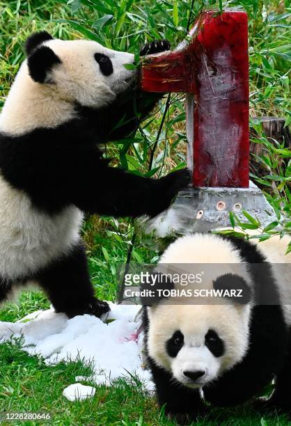 Panda cubs Pit and Paule inspect an ice cake they got for their first birthday in their enclosure at the Zoologischer Garten zoo in Berlin on August...