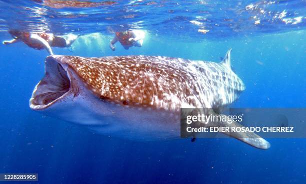 People swim next to a Whale Shark on June 11, 2019 in Isla Holbox, Quintana Roo state, Mexico. - The huge fish, which is in danger of extinction,...