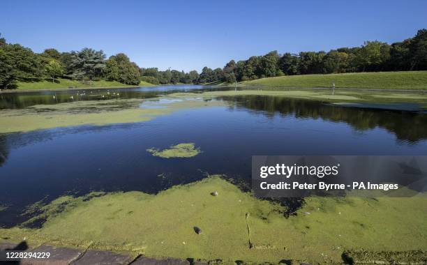 Sefton Park Lake in Liverpool, which has been closed off amid concerns that a harmful toxin is spreading from a blue-green algae bloom caused by the...