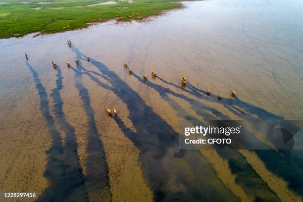 Elk are free to move in the Yellow Sea wild deer breeding area, Yancheng City, Jiangsu Province, China, August 30, 2020. -