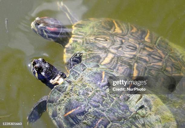 Increasing arrival of turtles on the Barcelona coast, even in the most populated areas. The Llobregat delta is one of his favorite areas, in...