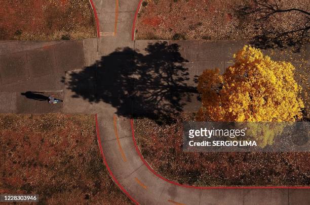 Aerial view of a man walking by a a yellow ipe or lapacho in the central region of Brasilia on September 1, 2020.