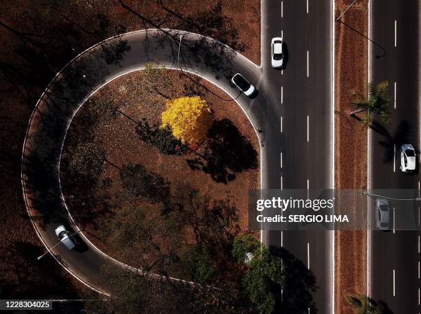 Arial view of a yellow ipe or lapacho in the central region of Brasilia on September 1, 2020.