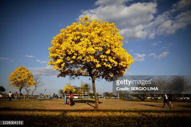 People walk by a yellow ipe or lapacho in the central region of Brasilia on September 1, 2020.