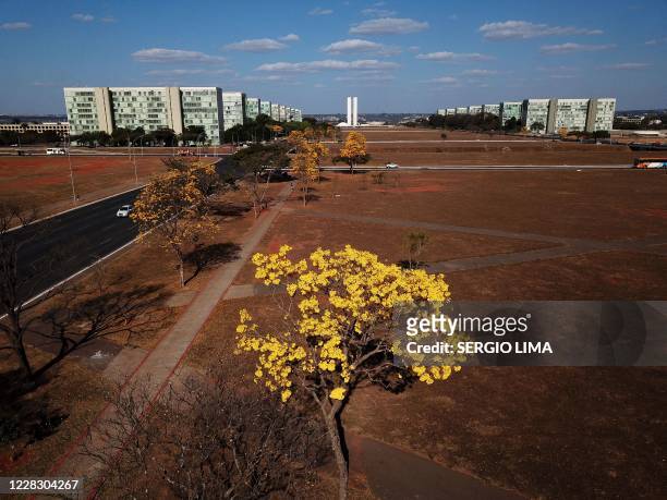 Aerial view of a yellow ipe or lapacho in the central region of Brasilia on September 1, 2020.