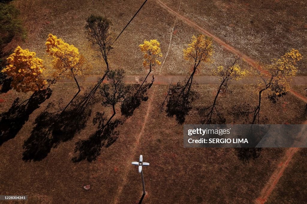 BRAZIL-NATURE-BRASILIA-LAPACHO