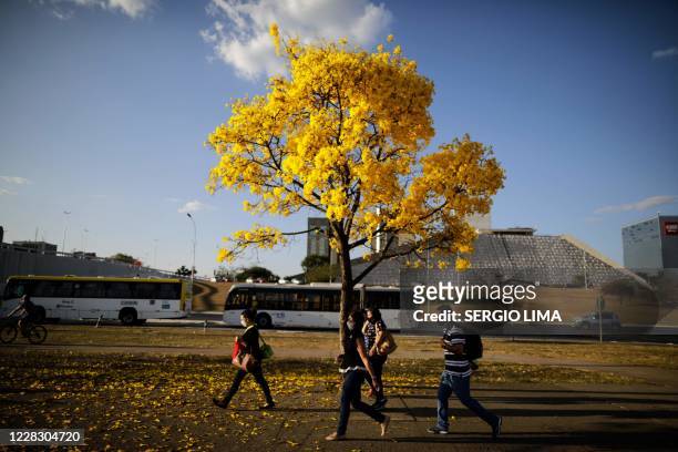 People walk by a yellow ipe or lapacho in the central region of Brasilia on September 1, 2020.