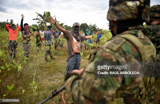 Coca growers raise their hands in protest against the eradication of illicit crops ordered by the Colombian government as soldiers carry out the...