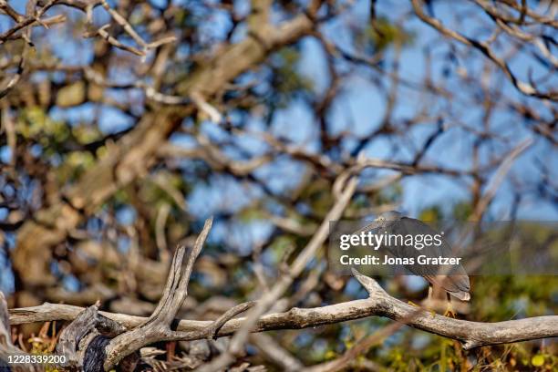 Eastern reef egret or pacific reef heron is hiding in a tree at lady Elliot island.