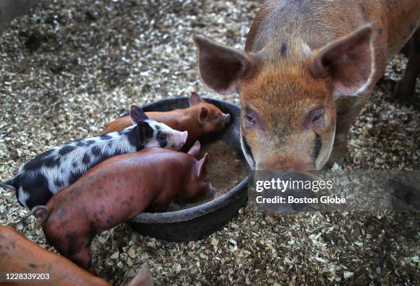 Breeding sow and its piglets eat in a pen at Lilac Hedge Farm, a local meat farm in Hudson, MA, on Aug. 29, 2020. They market their meats through...