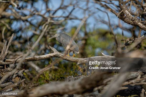 Eastern reef egret or pacific reef heron is hiding in a tree at lady Elliot island.