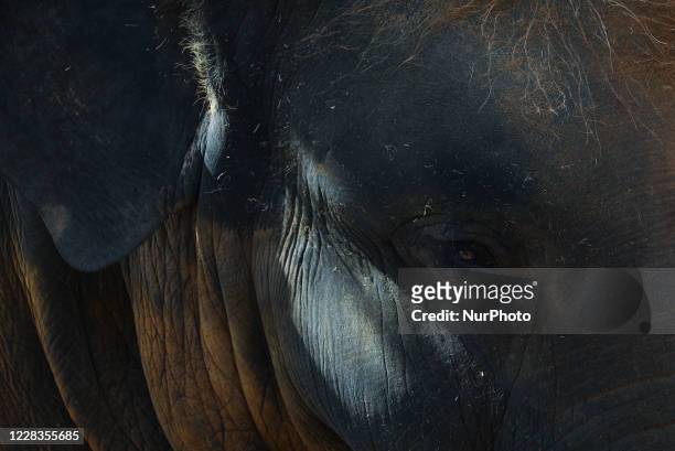 Elephant is photographed at a zoo during a hot day in Pegia village near Paphos coastal city in southwest part of the island of Cyprus, on September...