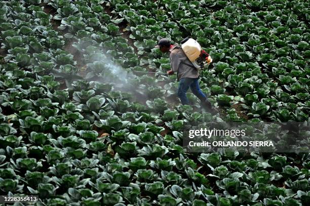 Man fumigates a cabbage plantation in La Tigra National Park, Francisco Morazan department, 15 km northeast of Tegucigalpa, Honduras, on September 5,...