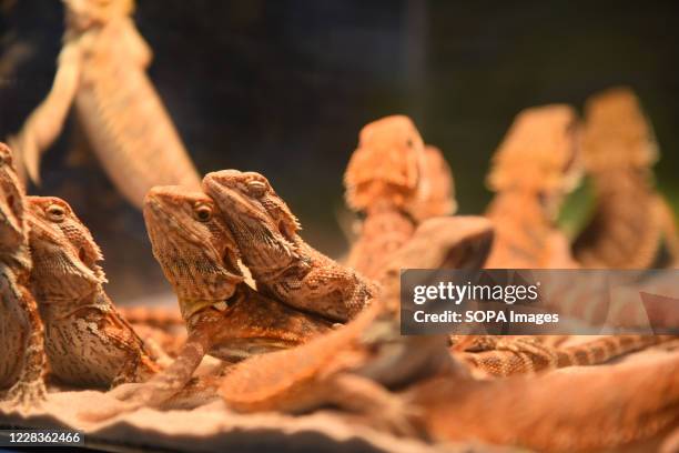 Bearded dragons are seen during the expo at BITEC Bangna. The 20th anniversary Celebration of Pet expo Thailand 2020 is an exhibition of product and...