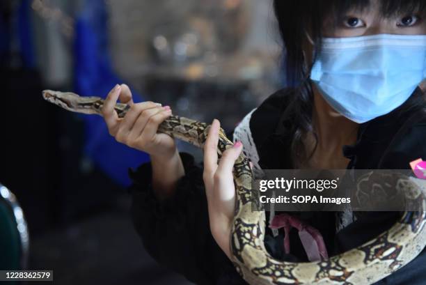Woman holds a python during the expo at BITEC Bangna. The 20th anniversary Celebration of Pet expo Thailand 2020 is an exhibition of product and...
