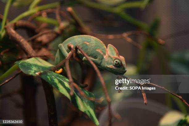 Panther Chameleon is seen during the expo at BITEC Bangna. The 20th anniversary Celebration of Pet expo Thailand 2020 is an exhibition of product and...