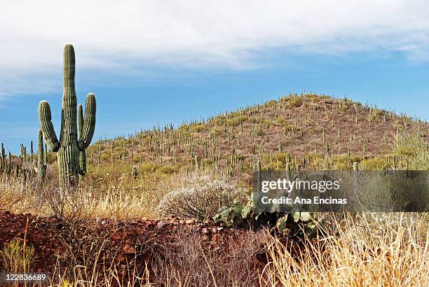 cactus on hills - hermosillo stockfoto's en -beelden