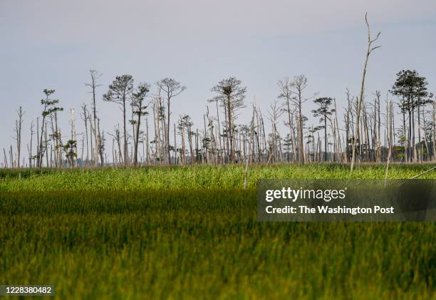 The Blackwater National Wildlife refuge consists of forests, marshes, and waterways. The28,000-acre refuge that remain largely unchanged from the...