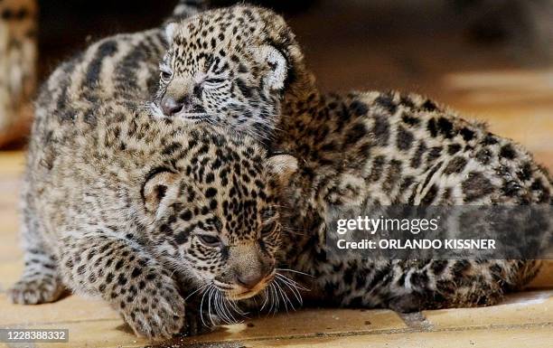 Two Amazon "onça pintada" cubs frolic 12 April, 2007 in the zoo of Curitiba, southern Brazil. Their mother -which had been living in captivity in a...
