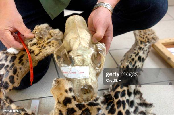 Photo récente montrant la peau et le crâne d'un léopard, animal protégé par la convention de Washington sur les espèces menacées d'extinction, qui...