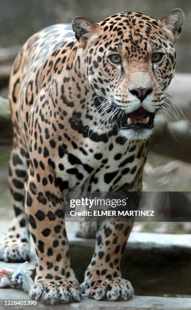 Jaguar named ''Moncho'', walks at the El Picacho municipal zoo in the north of Tegucigalpa, on May 11th, 2007. Some 200 species of animals are in...