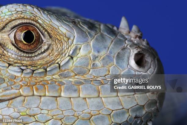 Photo taken 17 January 2005 in Amsterdam, of an iguana's head. Photo de la tête d'un iguane prise à Amsterdam, le 17 janvier 2005. AFP PHOTO GABRIEL...