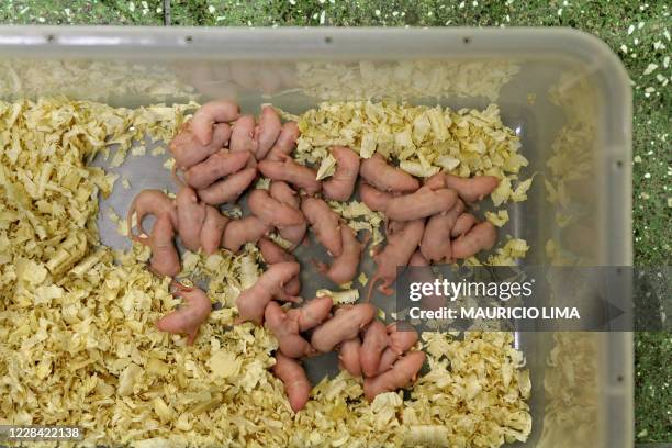 Picture taken on February 12, 2008 of a box containing dozens of 3-day-old hairless mice that are bred as serpents food, at the Butantan Institute in...