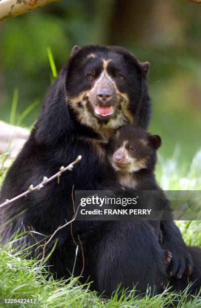 Chapparri, un bébé ours à lunettes, espèce d'ours la plus rare au monde, vient de faire ses premiers pas hors de son terrier à l'âge de 3 mois...