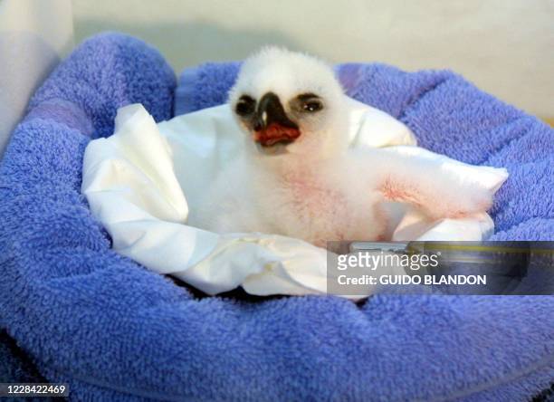 Photo of a baby eagle taken 29 January 2002 in Panama City. Fotografia tomada el 29 de enero de 2002 de un pichon de Aguila Arpia, nacido en...