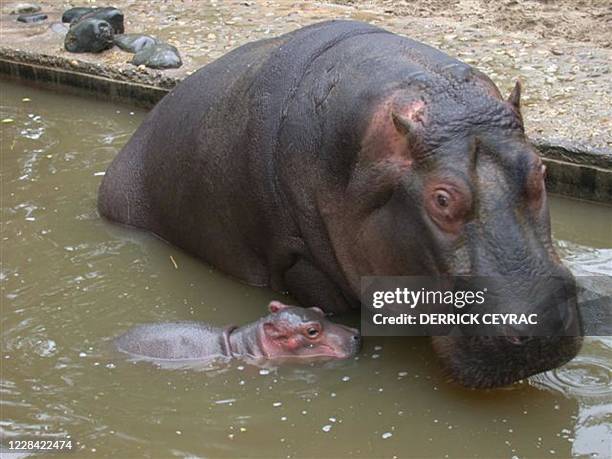Un bébé hippopotame pesant entre 50 et 80 kg nage, le 21 octobre 2003 aupres de sa mère. Le jeune hippopotame est né le 20 octobre au zoo de la...